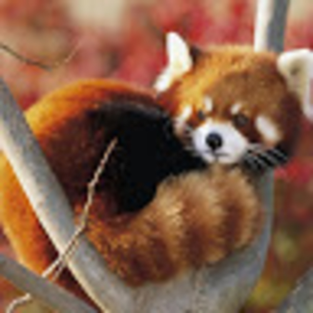 Meet your Posher, Destinee